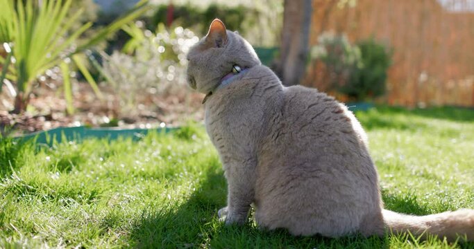Scottish cat close up in backyard garden. Gray furry cat outdoor sitting on lawn