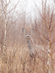 Roe deer hiding in the tall grass and young birch trees.Looking straight to camera