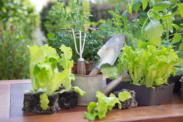 lettuce in dirt ready to plant with gardening tools and vegetable seedlings in pot on a table in garden at springtime - 788484839
