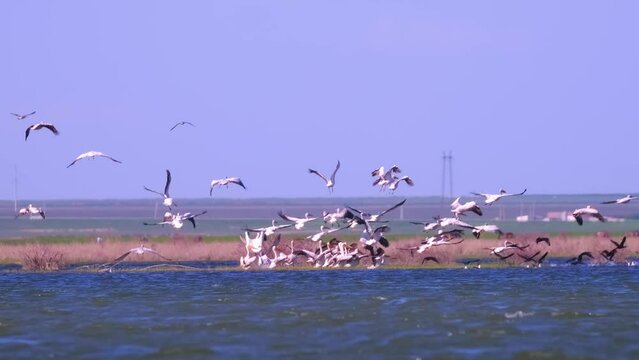 A flock of pelican birds takes off over the lake. Flying pelicans in the blue sky. Waterfowl at the nesting site.