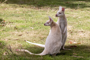 Mother and baby white wallabies, otherwise known as the Bennetts wallaby. These animal are albino,...