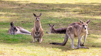 A mob or family group of Forester kangaroos, Macropus giganteus, the largest marsupial in Tasmania,...