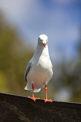 Front view of a silver gull, Chroicocephalus novaehollandiae, perched on a fence. Tasmania, Australia.