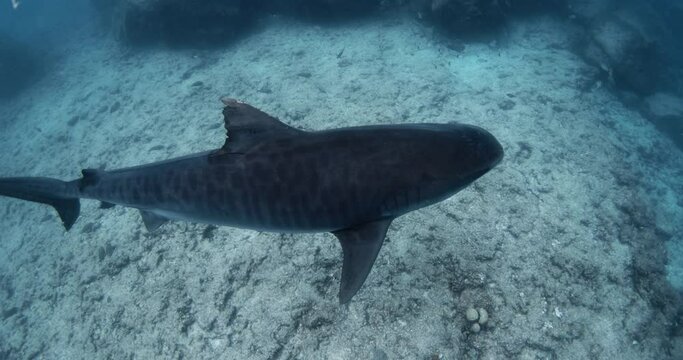Close up tiger shark glides underwater in ocean. Diving with Tiger sharks
