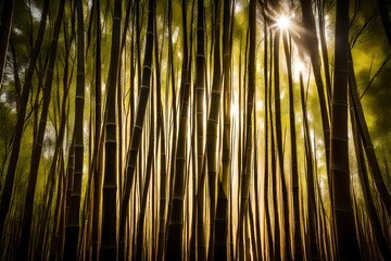bamboo forest at sunset
