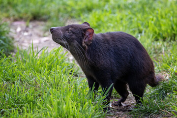 Tasmanian Devil, Sarcophilus harrisii, the largest carnivorous marsupial and an endangered species found only in Tasmania and New South Wales, Australia.