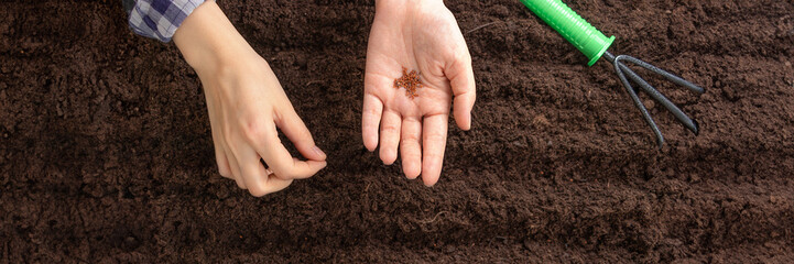 banner of top view of woman's hands planting seeds in the soil, flat lay, copy space,