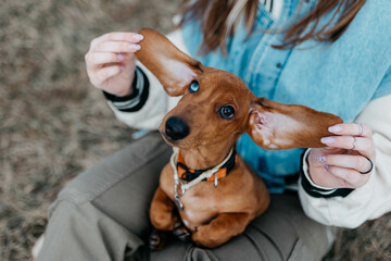 A dachshund puppy is red in the field in the spring. A dachshund with different eyes. Heterochromia...