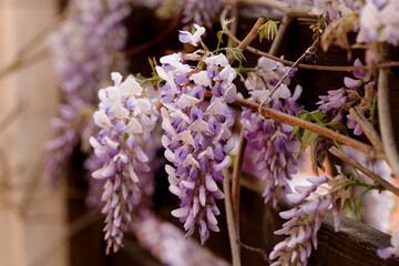 Beautifully blooming wisteria Traditional Japanese flower Purple flowers on background green leaves Spring floral background. Beautiful tree with fragrant, classic purple flowers in hanging clusters - 788494802
