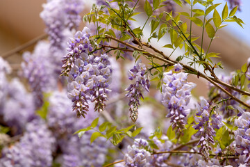 Beautifully blooming wisteria Traditional Japanese flower Purple flowers on background green leaves Spring floral background. Beautiful tree with fragrant, classic purple flowers in hanging clusters - 788494840