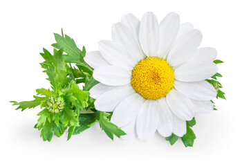 Chamomile or camomile flowers isolated on white background. Camomilie with leaves close up. Top view, flat lay, design element.