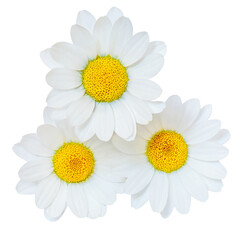 Chamomile or camomile flowers isolated on white background. Camomilie close up. Top view, flat lay, design element.