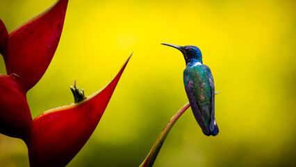 Hummingbird sitting on the bank of a heliconia flower, Wildlife, life in tropical rainforest