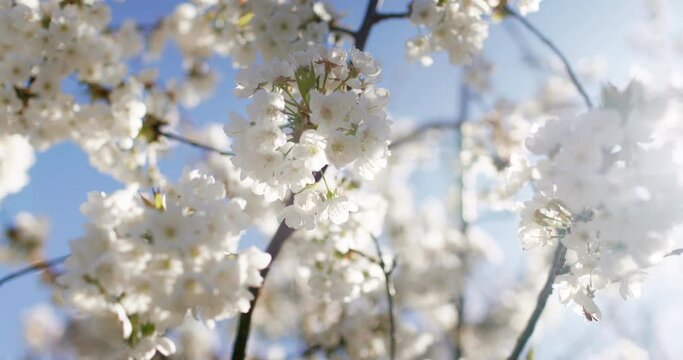 Flowering cherry blossom on a cherry tree close up. Blossoming of white petals of a cherry flower with sunshine.