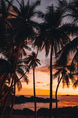 The sun setting on the horizon, palm trees and the beach, vertical view - 788496674