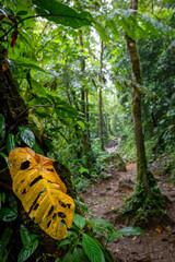 Beautiful green jungle, rainforest, Wet and mossy trees, Real nature, forest landscape, Natural environment - 788496817