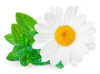 Chamomile or camomile flower isolated on white background.  Beautiful white Daisy (Marguerite)  flower closeup.. - 788497277
