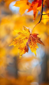 Autumn Leaves Brightly colored fall leaves against a soft-focus forest background, embracing the warmth of autumn