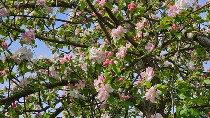 Spring blossom apple tree in fruit orchard