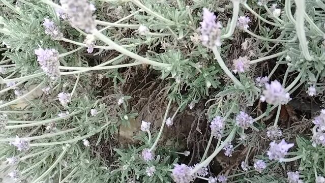 Bee excretes waste in flight. Slow motion