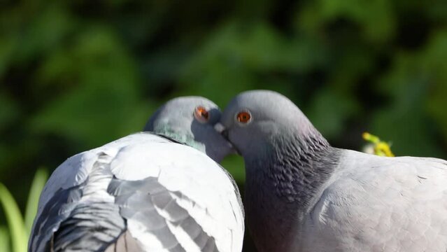 Palomas regurgitando y aliment&aacute;ndose entre s&iacute; (Columba livia)