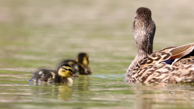 Madre pato y patitos en el agua, &Aacute;nade real (Anas platyrhynchos)