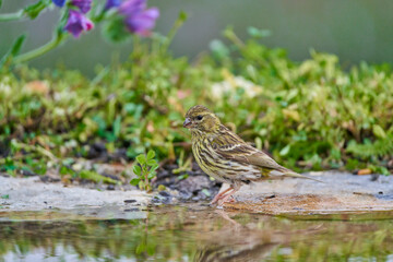 Jilguero lúgano en el estanque del bosque (Carduelis spinus) Guaro Málaga Andalucía España