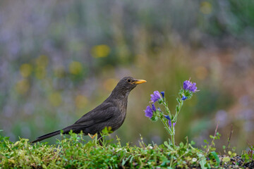 mirlo común o, más comúnmente, mirlo (Turdus merula) en el estanque del parque