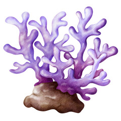 purple coral