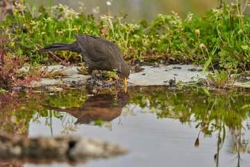 mirlo común o, más comúnmente, mirlo (Turdus merula) en el estanque del parque