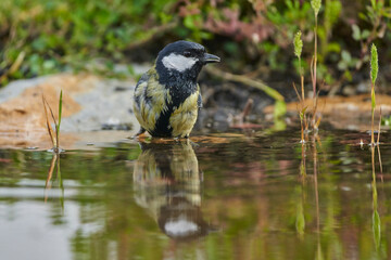 carbonero bañándose en el estanque del bosque (Parus major) Andalucía España