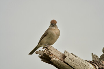 curruca capirotada (Sylvia atricapilla)