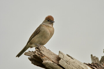 curruca capirotada (Sylvia atricapilla)
