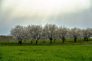 meadow and farmland with blooming fruit trees in spring