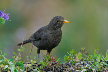 mirlo común o, más comúnmente, mirlo (Turdus merula) en el estanque del parque