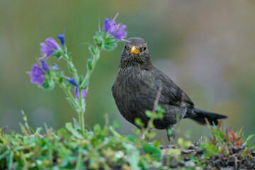 mirlo común o, más comúnmente, mirlo (Turdus merula) en el estanque del parque