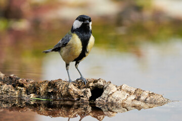 carbonero bañándose en el estanque del bosque (Parus major) Andalucía España