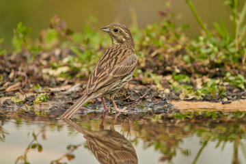 escribano soteño hembra o escribano de garganta negra (Emberiza cirlus)