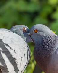 Palomas regurgitando y alimentándose entre sí (Columba livia)
