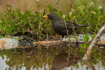 mirlo común o, más comúnmente, mirlo (Turdus merula) en el estanque del parque	