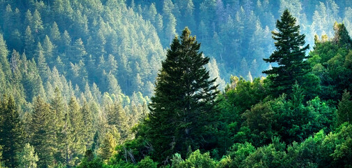 Obraz premium Pine Forest in Wilderness Mountains