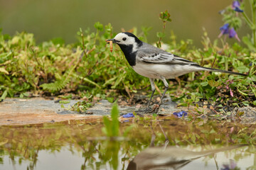 lavandera blanca​ o aguzanieves (Motacilla alba) en el estanque del parque