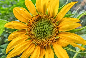 Sunflowers grow in the middle of the forest