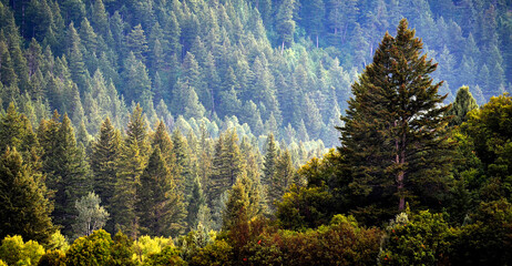 Pine Forest During Rainstorm Lush Trees - 788501257