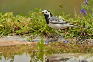 lavandera blanca​ o aguzanieves (Motacilla alba) en el estanque del parque