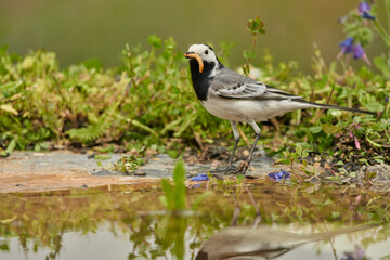 lavandera blanca​ o aguzanieves (Motacilla alba) en el estanque del parque