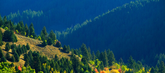 Fall Autumn Trees in Valley with Green Pine Forest Mountains - 788501435