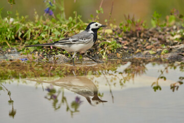 Obraz premium lavandera blanca​ o aguzanieves (Motacilla alba) en el estanque del parque