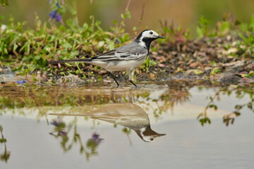 lavandera blanca​ o aguzanieves (Motacilla alba) en el estanque del parque