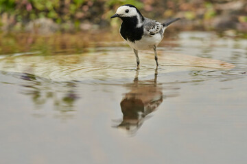 lavandera blanca​ o aguzanieves (Motacilla alba) en el estanque del parque